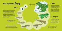 Load image into Gallery viewer, Life Cycle Stories: Frog