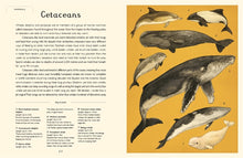 Load image into Gallery viewer, Oceanarium (Junior Edition)