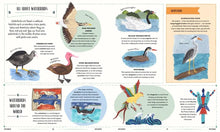 Load image into Gallery viewer, Fly : A Child's Guide to Birds and Where to Spot Them