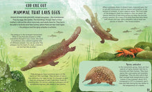 Load image into Gallery viewer, Get Your Animals in Order: Classifying the Animal World