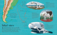 Load image into Gallery viewer, Life in the Wild : Observing the Mysterious Lives of 10 Real Animals