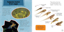 Load image into Gallery viewer, In the Animal Kingdom: Amphibians Live on Land and in Water