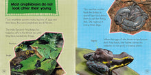 Load image into Gallery viewer, In the Animal Kingdom: Amphibians Live on Land and in Water