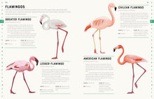 Load image into Gallery viewer, Encyclopedia of Birds