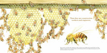 Load image into Gallery viewer, They Work : Honey Bees, Nature's Pollinators