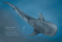 Load image into Gallery viewer, Water World