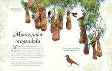 Load image into Gallery viewer, An Anthology of Exquisite Birds