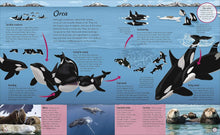 Load image into Gallery viewer, Water Cycles