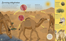 Load image into Gallery viewer, Water Cycles
