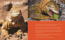 Load image into Gallery viewer, One Iguana, Two Iguanas
