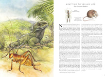 Load image into Gallery viewer, Insectopia