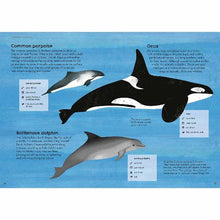 Load image into Gallery viewer, RSPB Nature Guide: Seashore