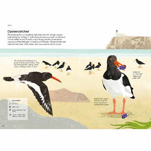 Load image into Gallery viewer, RSPB Nature Guide: Seashore