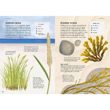 Load image into Gallery viewer, RSPB Nature Guide: Seashore