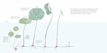 Load image into Gallery viewer, The Water Flower : The Journey of a Lotus Seed
