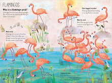 Load image into Gallery viewer, The Big Book of Birds
