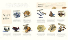Load image into Gallery viewer, The Fossil Hunter
