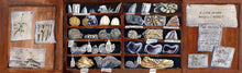 Load image into Gallery viewer, The Fossil Hunter
