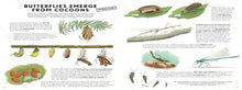 Load image into Gallery viewer, Everything you Know about Minibeasts is Wrong
