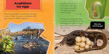 Load image into Gallery viewer, In the Animal Kingdom: Amphibians Live on Land and in Water
