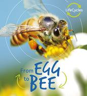 Life Cycle: Egg to Bee